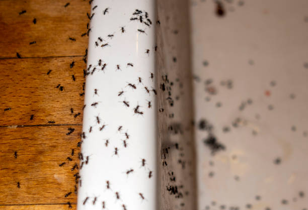 Best Local Pest Control Services  in West Mifflin, PA
